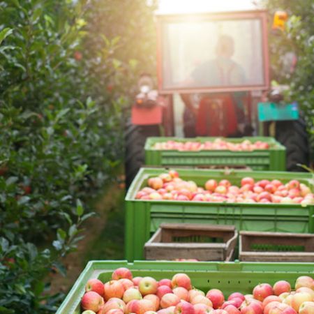 Organic apples are so good